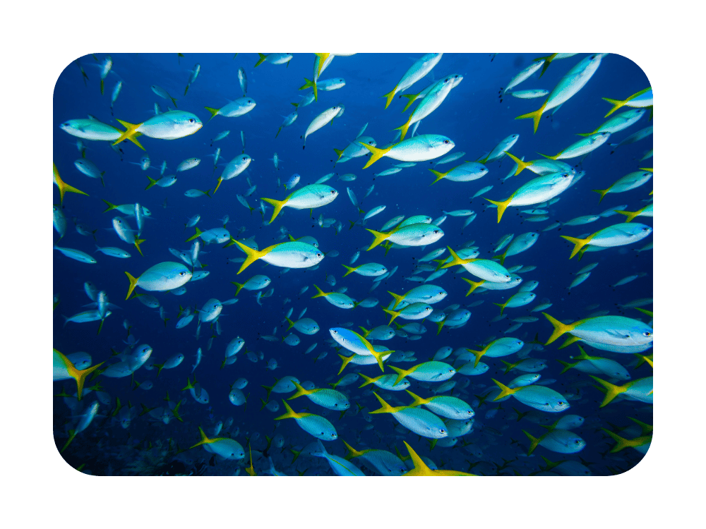 sea1